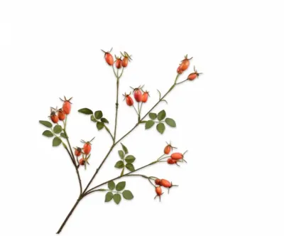 Silk-ka kunsttak rozenbottel 67cm oranje