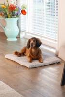 BZ ORTHOPED BENCHK ITO LGRS 62X44 - thumbnail