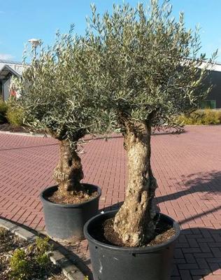 Olijfboom Olea 240 cm XL-stam Olijfboom Warentuin Natuurlijk - Warentuin natuurlijk