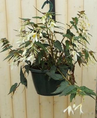 Hangplant Hangbegonia wit/licht-roze Epiphyllum Warentuin Natuurlijk - Warentuin natuurlijk Hangplant Hangbegonia wit/licht-roze Epiphyllum Warentuin Natuurlijk - Warentuin natuurlijk