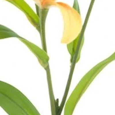 Lilium spray Jakarta yellow 53 cm kunstbloem Erutan Avon - Erutan avon