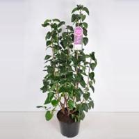 Sering (syringa vulgaris "Ruhm von Horstenstein") - 90-120 cm - 1 stuks - thumbnail