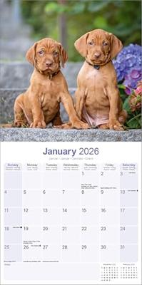 Vizsla Kalender 2026 Vizsla Kalender 2026