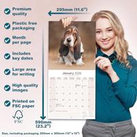 Basset Hound Kalender 2026 - thumbnail