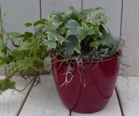 Klimop Hedrea bont rode pot 25 cm Warentuin Natuurlijk - Warentuin natuurlijk - thumbnail