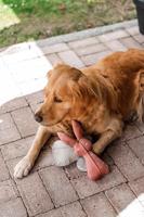 Designed By Lotte muis Adio velvet grijs hondenspeelgoed 20x18,8x7cm - thumbnail