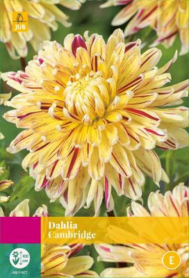 Dahlia cambridge bloembol 3 stuks Dahlia JUB - Jub