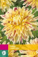 Dahlia cambridge bloembol 3 stuks Dahlia JUB - Jub - thumbnail