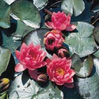 Roze waterlelie (Nymphaea James Brydon) waterlelie (6-Stuks) - thumbnail