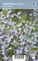 Vips Calamintha nepeta ssp. nepeta - Steentijm - thumbnail