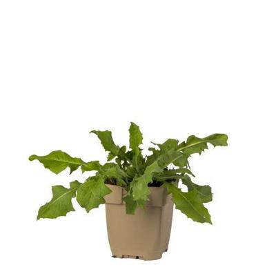 Wilde cichorei vaste plant Griffioen - Griffioen Wilde cichorei vaste plant Griffioen - Griffioen