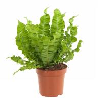 Asplenium Crispy Wave (Nestvaren) - P 12 cm - thumbnail