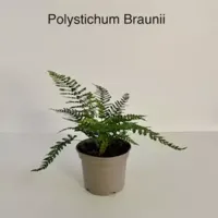 Tuinplant Naaldvaren Polystichum Braunii - thumbnail