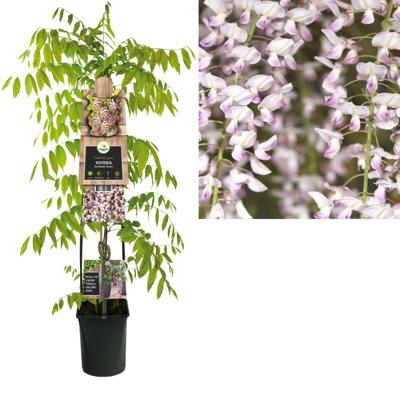 Blauwe Regen Wisteria Floribunda Rosea 120 cm klimplant Blauwe Regen Wisteria Floribunda Rosea 120 cm klimplant
