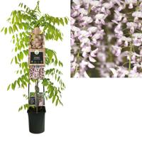 Blauwe Regen Wisteria Floribunda Rosea 120 cm klimplant - thumbnail