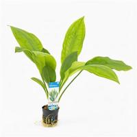 Echinodorus bleheri - 6 stuks - aquarium plant - thumbnail
