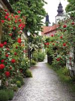 Alley roses 50x70cm Tuinschilderij Customize-it - Customize it - thumbnail
