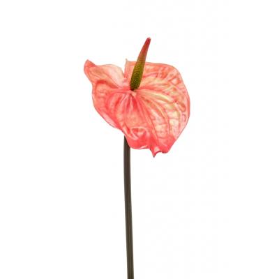 Anthurium spray orange 65 cm kunstbloem zijde nepbloem Emerald - Emerald Anthurium spray orange 65 cm kunstbloem zijde nepbloem Emerald - Emerald