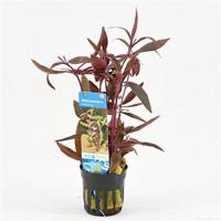 Alternanthera reineckii sessilis - 6 stuks - aquarium plant - thumbnail