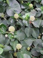 Struik klimop - thumbnail