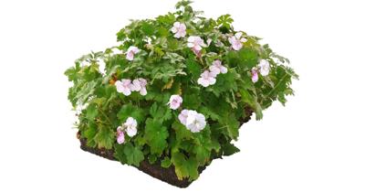 Plantenmat vasteplanten Geranium prijs per 1m2 cm Covergreen - Covergreen Plantenmat vasteplanten Geranium prijs per 1m2 cm Covergreen - Covergreen