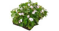 Plantenmat vasteplanten Geranium prijs per 1m2 cm Covergreen - Covergreen - thumbnail
