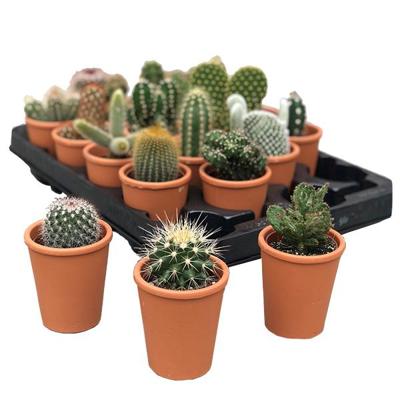 Mini Cactus in Terracotta (20-pack)