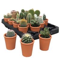 Mini Cactus in Terracotta (20-pack) - thumbnail