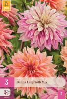 Dahlia labyrinth mix - thumbnail