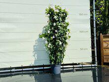 Meeldauw bestrijdingsmiddel