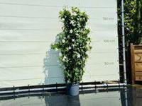 Meeldauw bestrijdingsmiddel - thumbnail