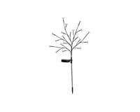 Arbusto a fioritura solare - GALIX - G4505 - H72 - thumbnail