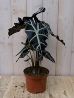 Olifantsoor polly 50 cm kamerplant Alocasia Warentuin Natuurlijk - Warentuin natuurlijk - thumbnail