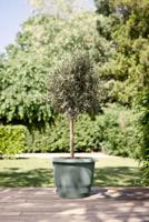 Ronde bloempot - ELHO - Amiga Rond 55 - 55 L - Ø 55 x H 51 cm - Groen - Buiten - thumbnail