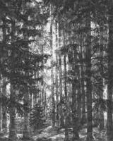 Komar Infinity 2 Fotobehang Lustres Lapland - IF2-014 - thumbnail