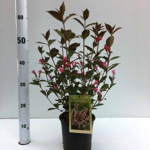 Weigela Florida struik Nana Purpurea - 80 - 100 cm - 5 stuks