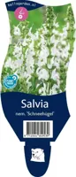 Salvia nem. Schneehugel vaste plant Griffioen - Griffioen - thumbnail