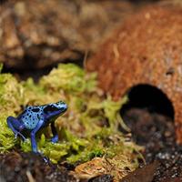 Habistat Aquadistri cocosnoot grot Habistat Aquadistri - Aquadistri - thumbnail