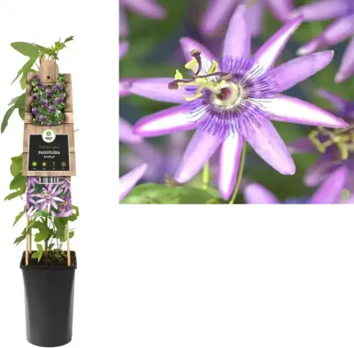 Klimplant Passiflora Amethyst - Paarse Passiebloem