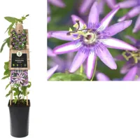 Klimplant Passiflora Amethyst - Paarse Passiebloem - thumbnail