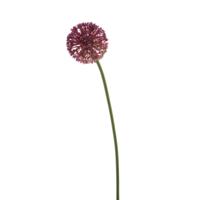 Allium - thumbnail