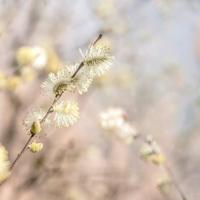 Schilderij - Wilgenbloem , premium print, 3 maten - thumbnail