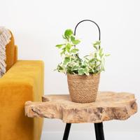 Scindapsus N&apos;joy - Epipremnum Variegata - P12 - thumbnail