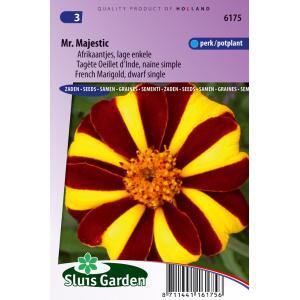 Tagetes Patula Nana zaden Mr. Majestic afrikaan