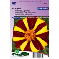 Tagetes Patula Nana zaden Mr. Majestic afrikaan - thumbnail