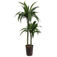 Dracaena arturo M hydrocultuur plant - thumbnail