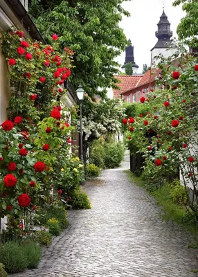 Alexsar Art Tuinschilderij rozenpad 70x50cm