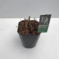 Prachtriet (Miscanthus sinensis "Malepartus") siergras - In 5 liter pot - 1 stuks - thumbnail