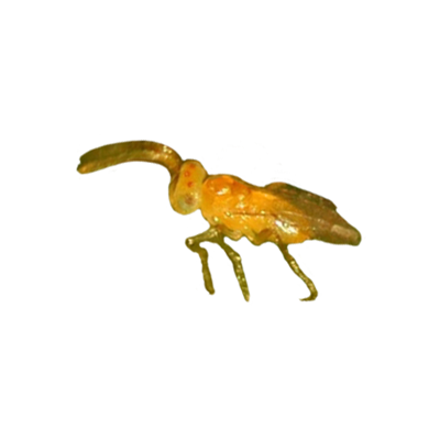 ERETMOCERUS | Sluipwespen tegen witte vlieg