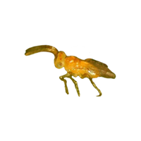 ERETMOCERUS | Sluipwespen tegen witte vlieg - thumbnail